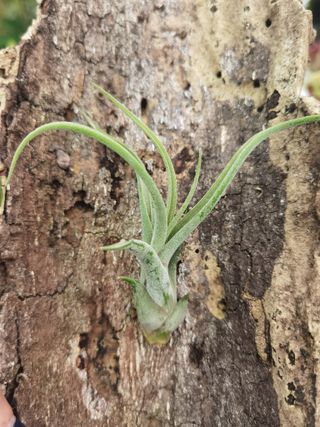 Tillandsia pequena