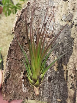 Tillandsia Air Plant