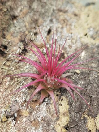 Tillandsia ionantha