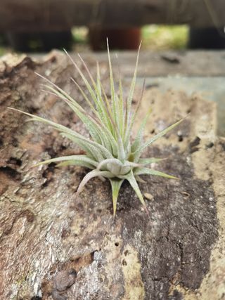 Tillandsia t. planta de aire