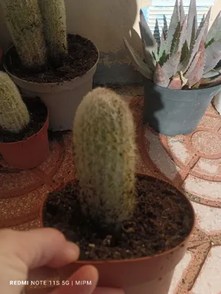 Cactus Cabeza de Viejo Mediano