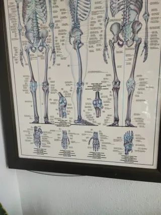 Cuadro Sistema Esqueletico (los dos juntos)