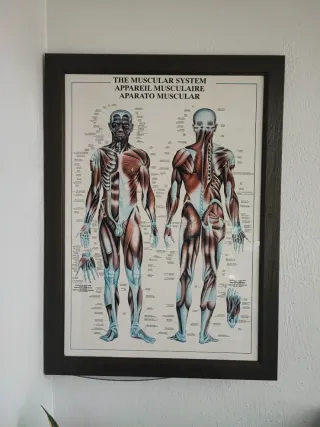 Cuadro Sistema Esqueletico (los dos juntos)