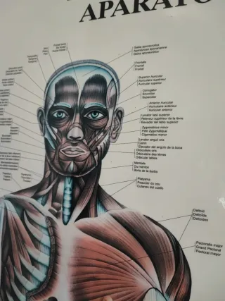 Cuadro Sistema Esqueletico (los dos juntos)