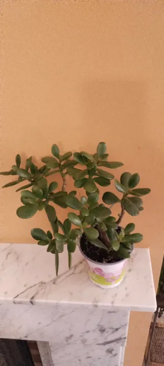 Árbol de Jade en maceta
