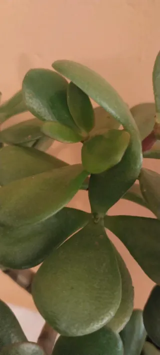 Árbol de Jade en maceta