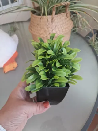 3 Plantas Mini Decorativas