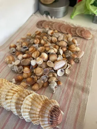 Lotto conchiglie naturali