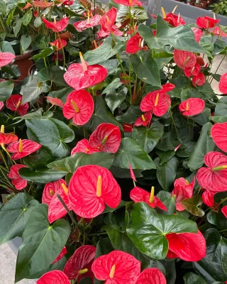 Anthurium Rojo