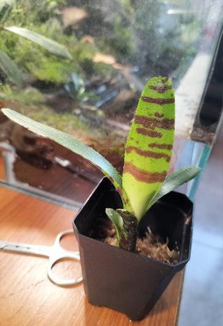 Bromelia Neoregelia punctatissima