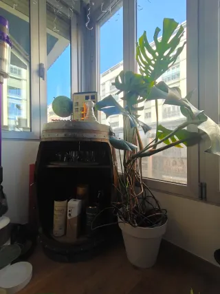 Monstera Deliciosa Grande