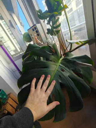Monstera Deliciosa Grande