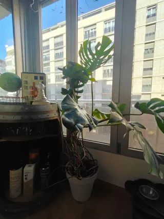 Monstera Deliciosa Grande