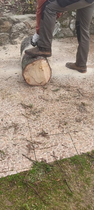 Poda y tala de arboles