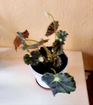 Planta de interior