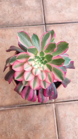 Aeonium Anna Planta Suculenta