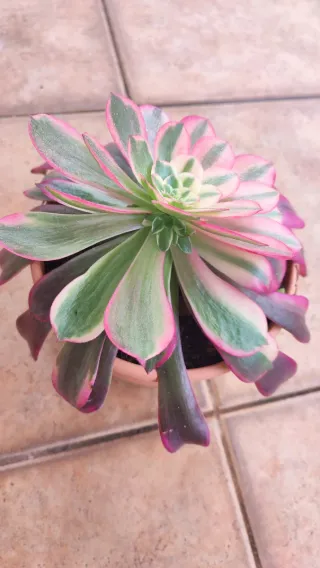 Aeonium Anna Planta Suculenta