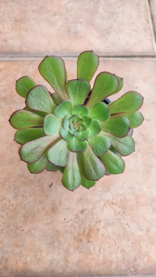 Aeonium Morticia