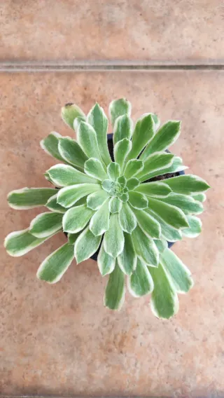 Aeonium Green Waves