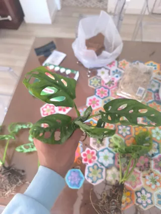 Monstera Adansonii Planta
