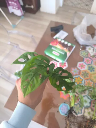 Monstera Adansonii Planta