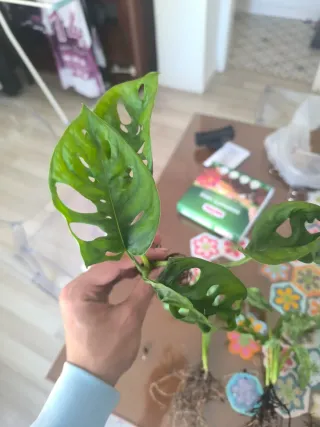 Monstera Adansonii Planta
