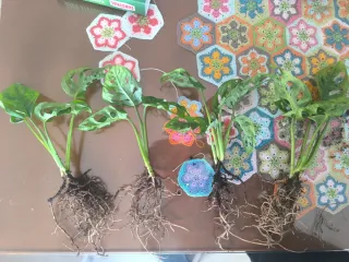 Monstera Adansonii Planta