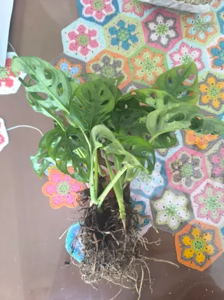 Monstera Adansonii Planta