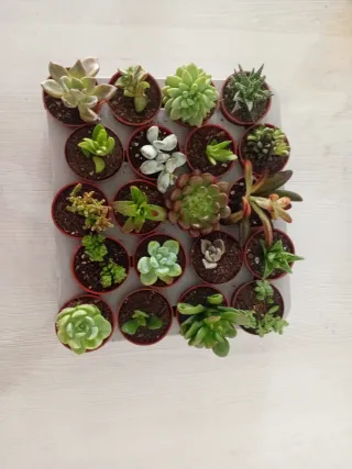 Lote 20 Plantas Suculentas Variadas