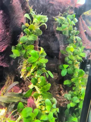 Plantas de acuario Anubias bonsai