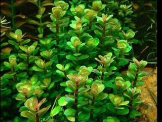 Lote 8+1 plantas de acuario INICIACION DETALLADAS