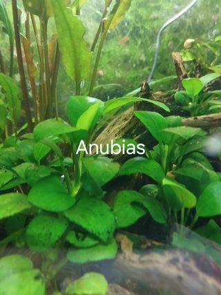 Plantas de acuario y caracoles