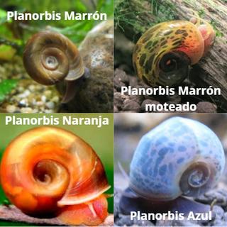 Plantas de acuario y caracoles