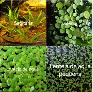 Plantas de acuario y caracoles