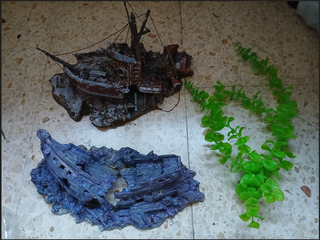 Plantas de acuario y caracoles