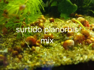 Plantas de acuario y caracoles