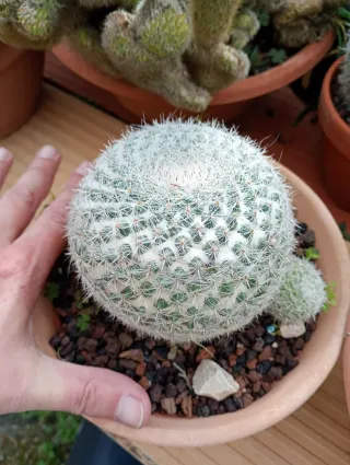 Cactus Mammillaria con hijuelos