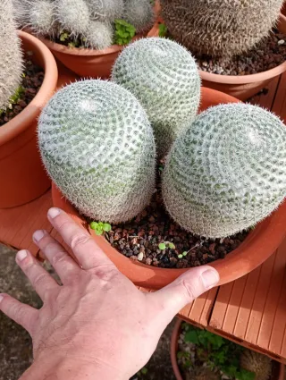 Cactus Mammillaria( lote de 3)