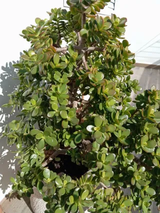Planta Jade con maceta de piedra blanca