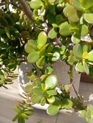 Planta Jade con maceta de piedra blanca