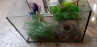 Acquario con set temperatura e filtraggio