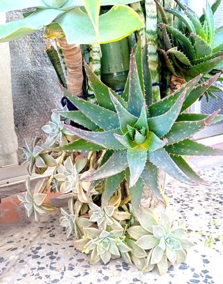 Planta con maceta decorada