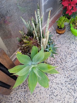 Planta con maceta decorada