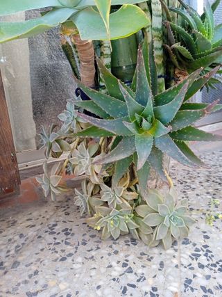 Planta con maceta decorada