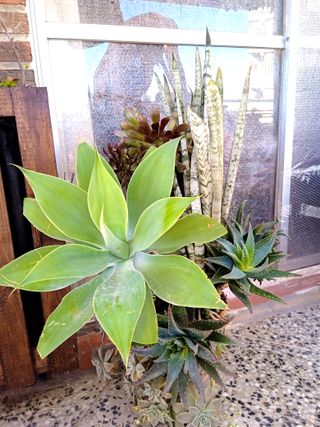 Planta con maceta decorada