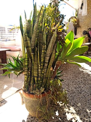 Planta con maceta decorada