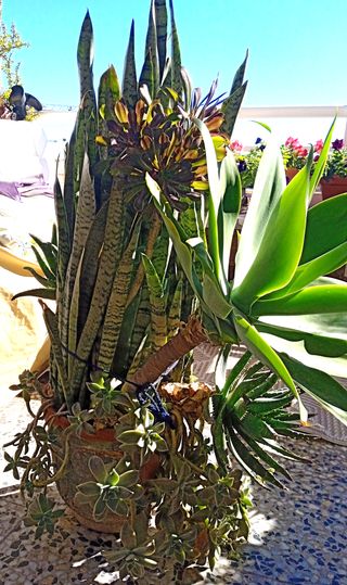 Planta con maceta decorada