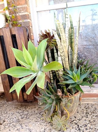 Planta con maceta decorada