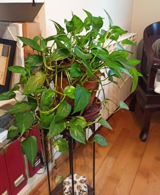 Planta Poto con Maceta Cerámica