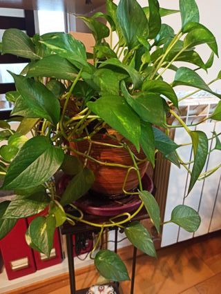 Planta Poto con Maceta Cerámica